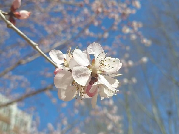 科室排班助手